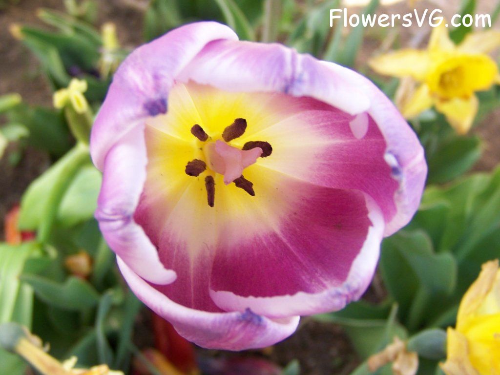 tulip flower Photo abflowers2720.jpg