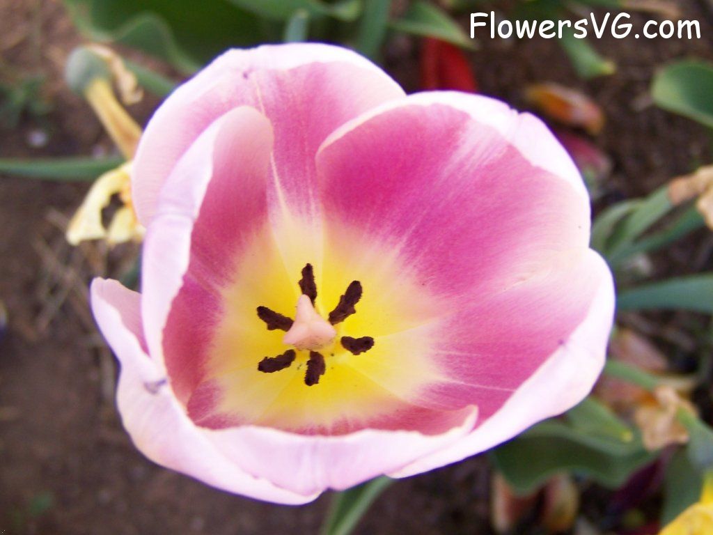 tulip flower Photo abflowers2721.jpg
