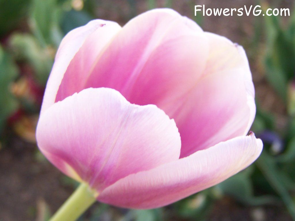 tulip flower Photo abflowers2722.jpg