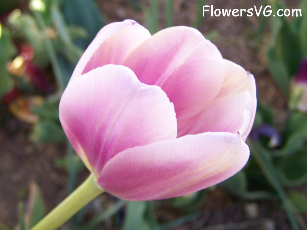 tulip flower Photo abflowers2723.jpg