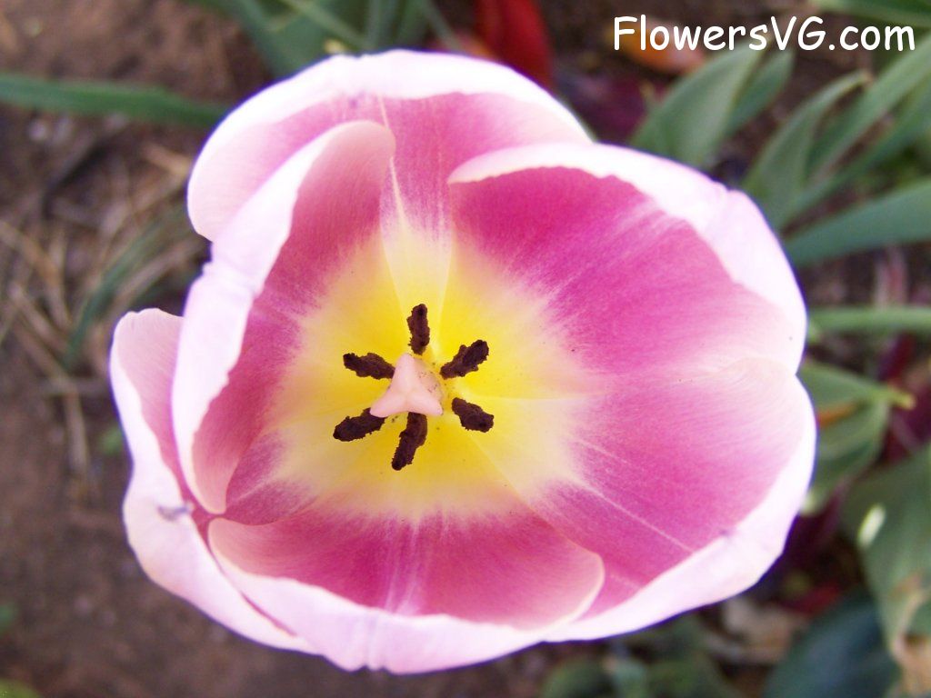 tulip flower Photo abflowers2727.jpg