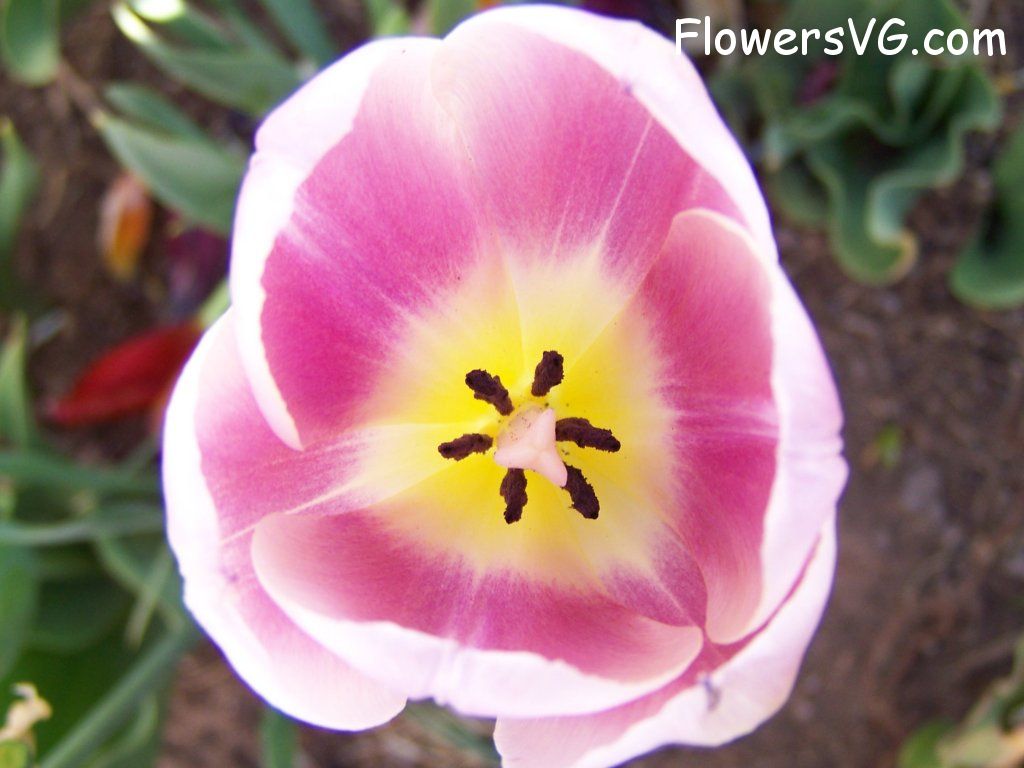 tulip flower Photo abflowers2728.jpg