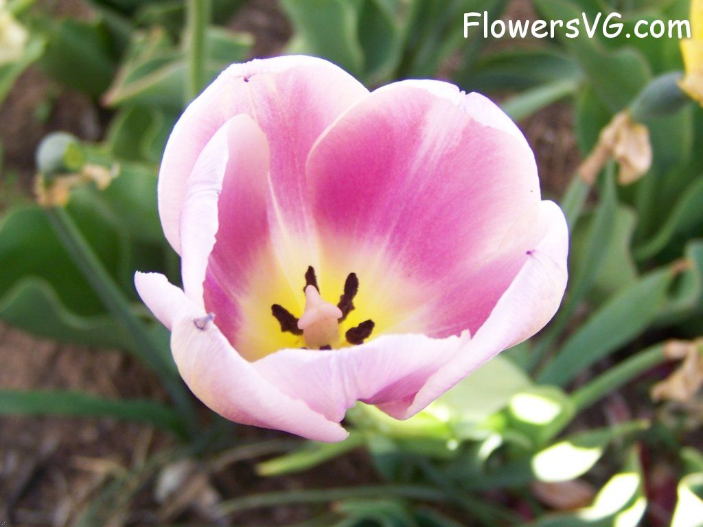 tulip flower Photo abflowers2729.jpg