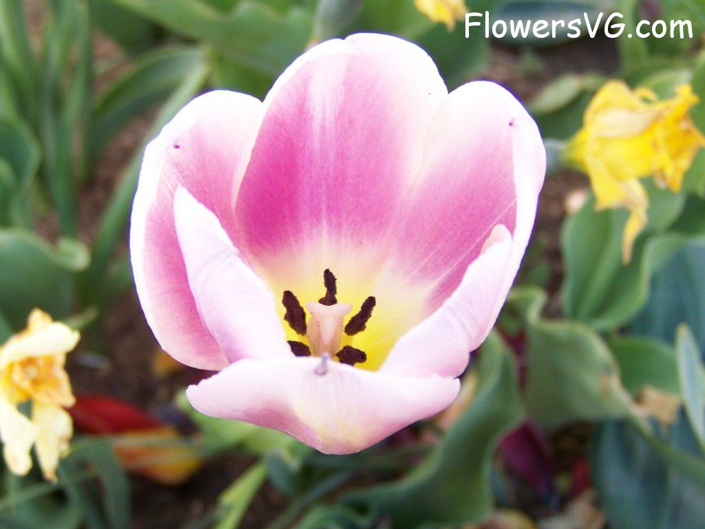 tulip flower Photo abflowers2730.jpg