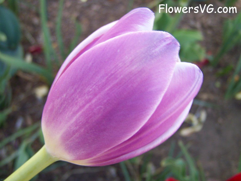 tulip flower Photo abflowers2731.jpg