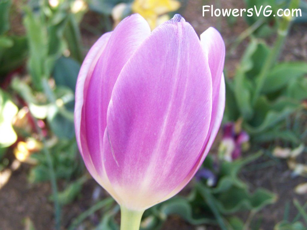 tulip flower Photo abflowers2732.jpg