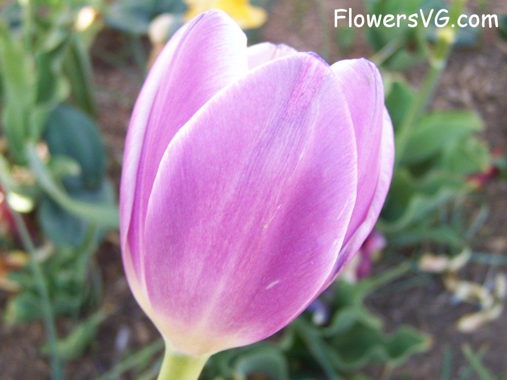 tulip flower Photo abflowers2733.jpg