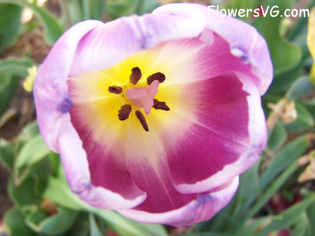 tulip flower Photo abflowers2734.jpg