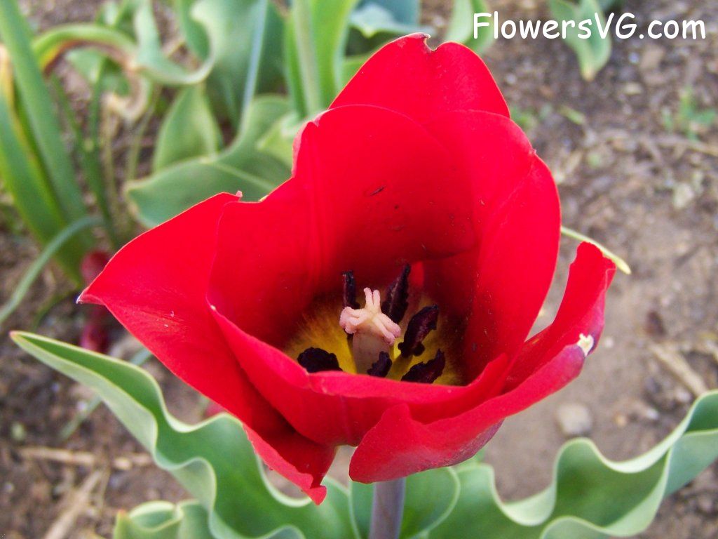 tulip flower Photo abflowers2739.jpg