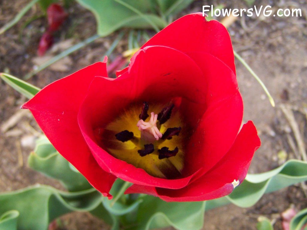 tulip flower Photo abflowers2740.jpg
