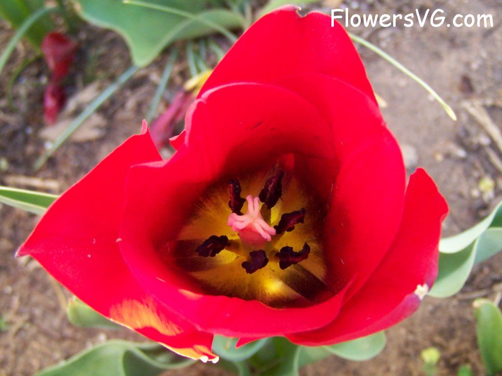 tulip flower Photo abflowers2741.jpg