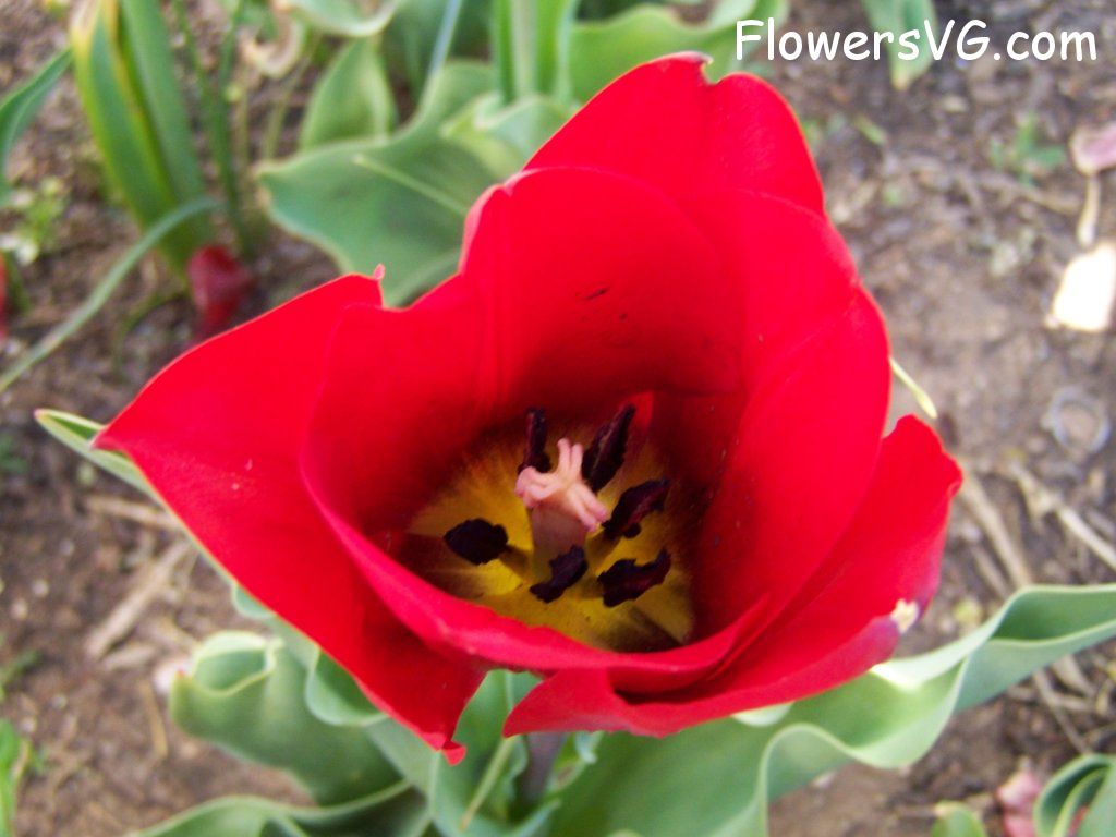 tulip flower Photo abflowers2742.jpg