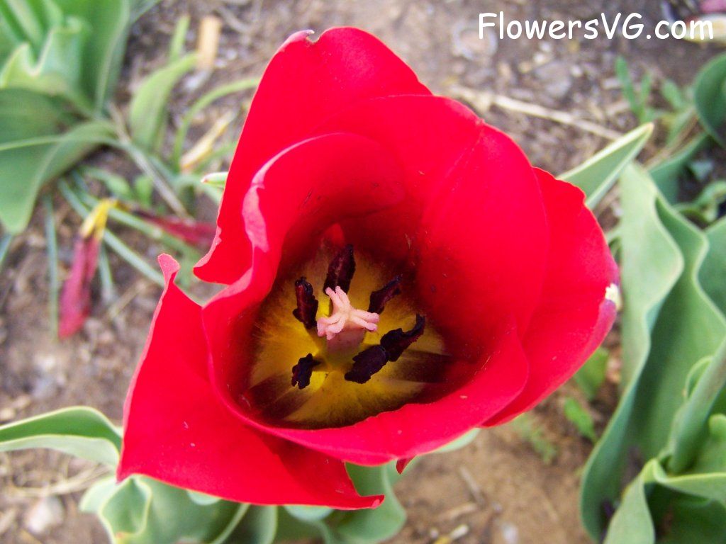 tulip flower Photo abflowers2743.jpg