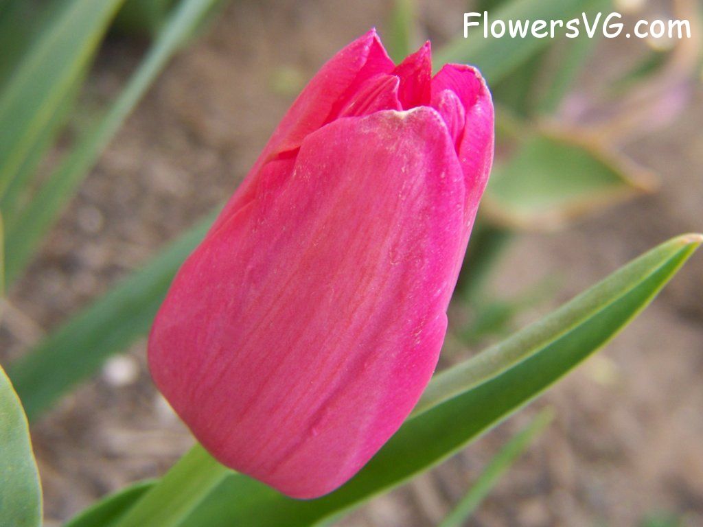 tulip flower Photo abflowers3007.jpg