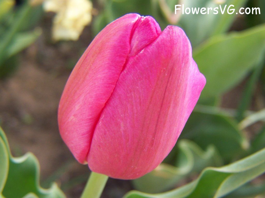 tulip flower Photo abflowers3009.jpg