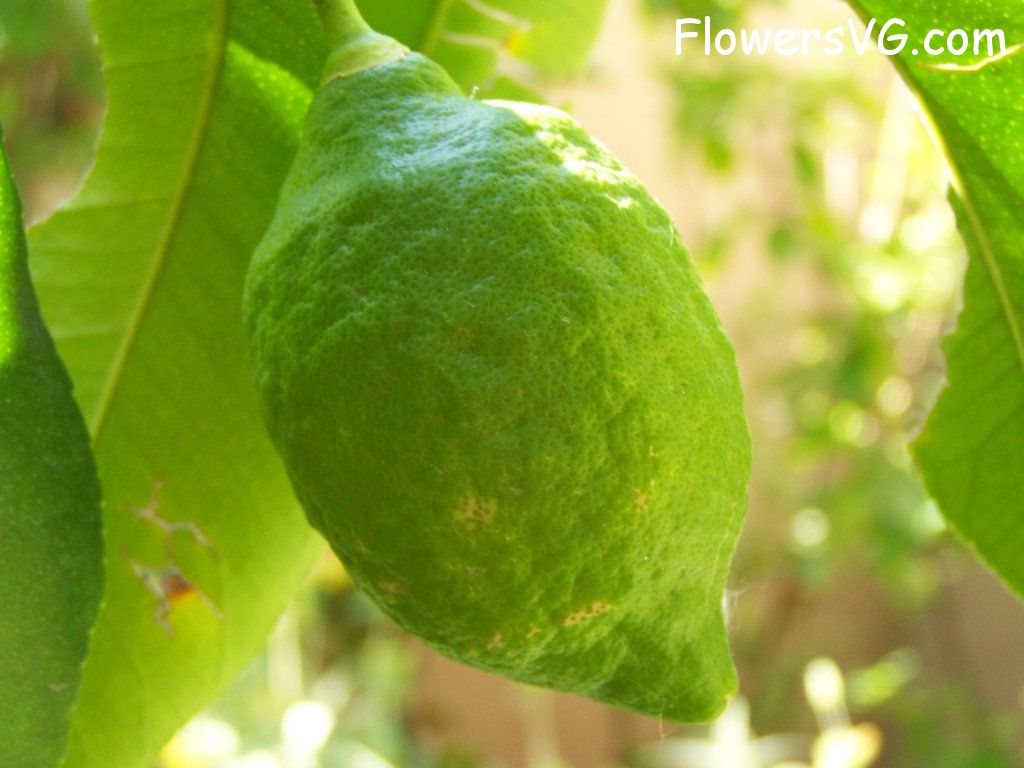 Photo abflowers3774.jpg