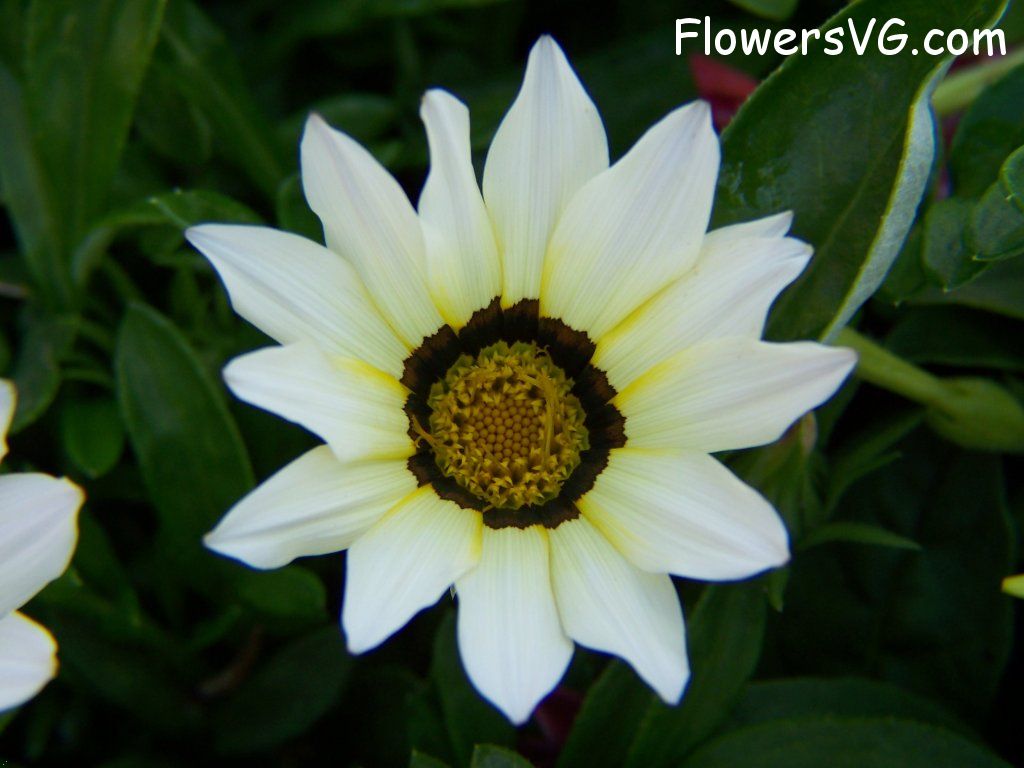 daisy flower Photo abflowers4262.jpg