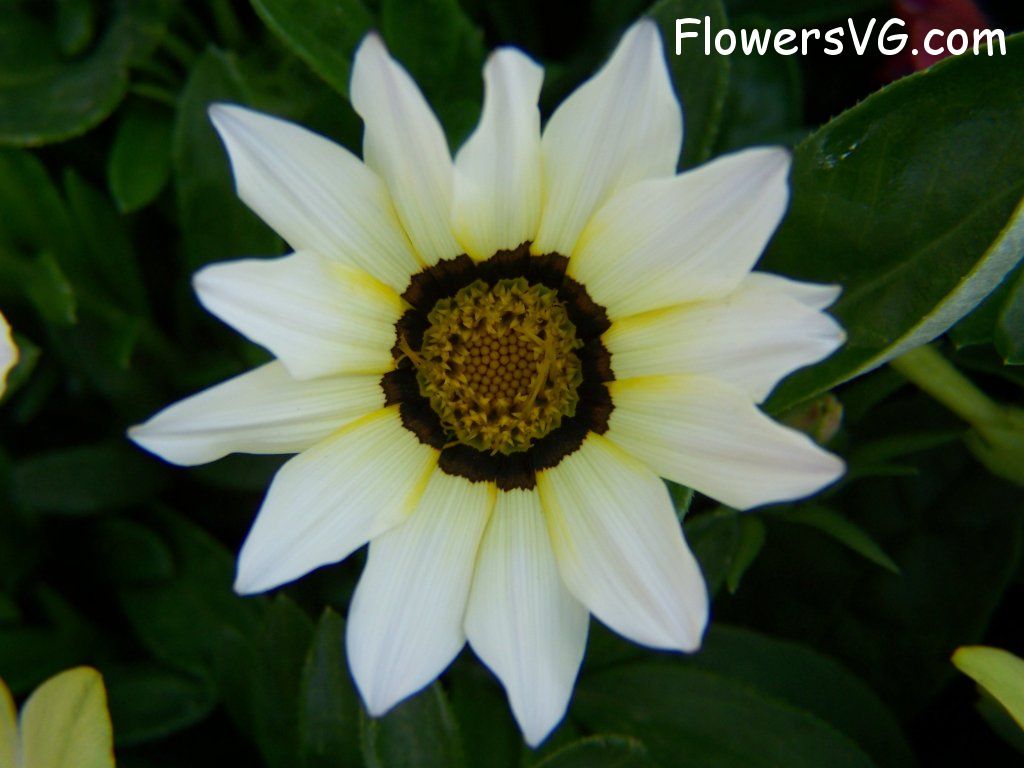 daisy flower Photo abflowers4265.jpg