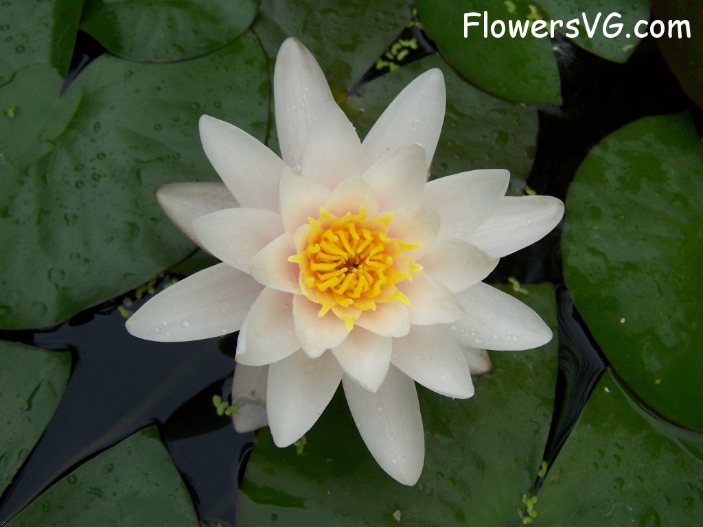 lily flower Photo abflowers4830.jpg