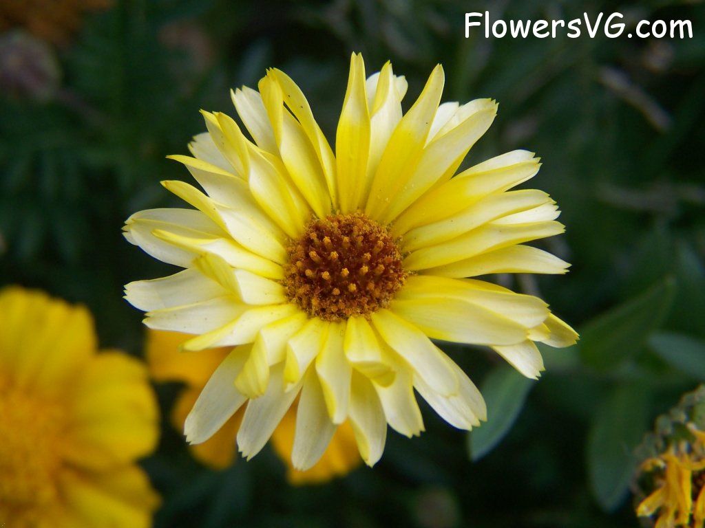 daisy flower Photo abflowers6157.jpg