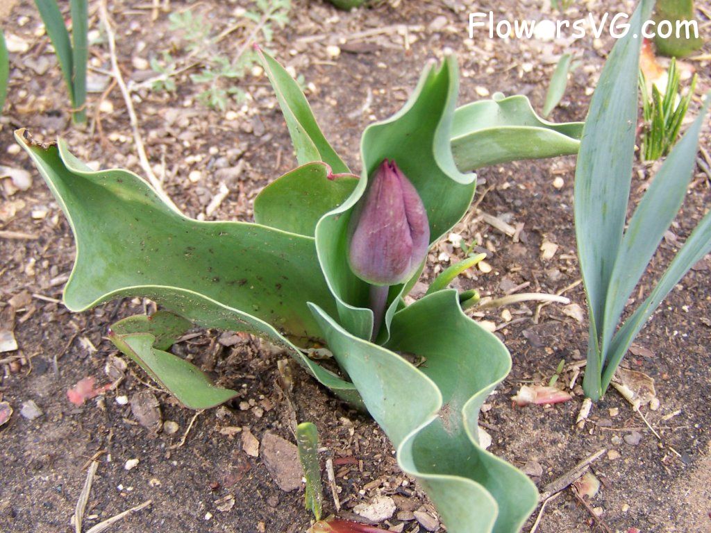 tulip flower Photo abflowers7129.jpg
