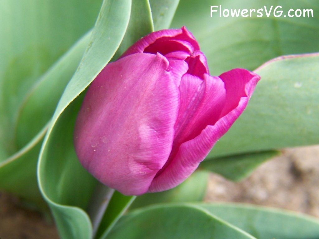 tulip flower Photo abflowers7175.jpg