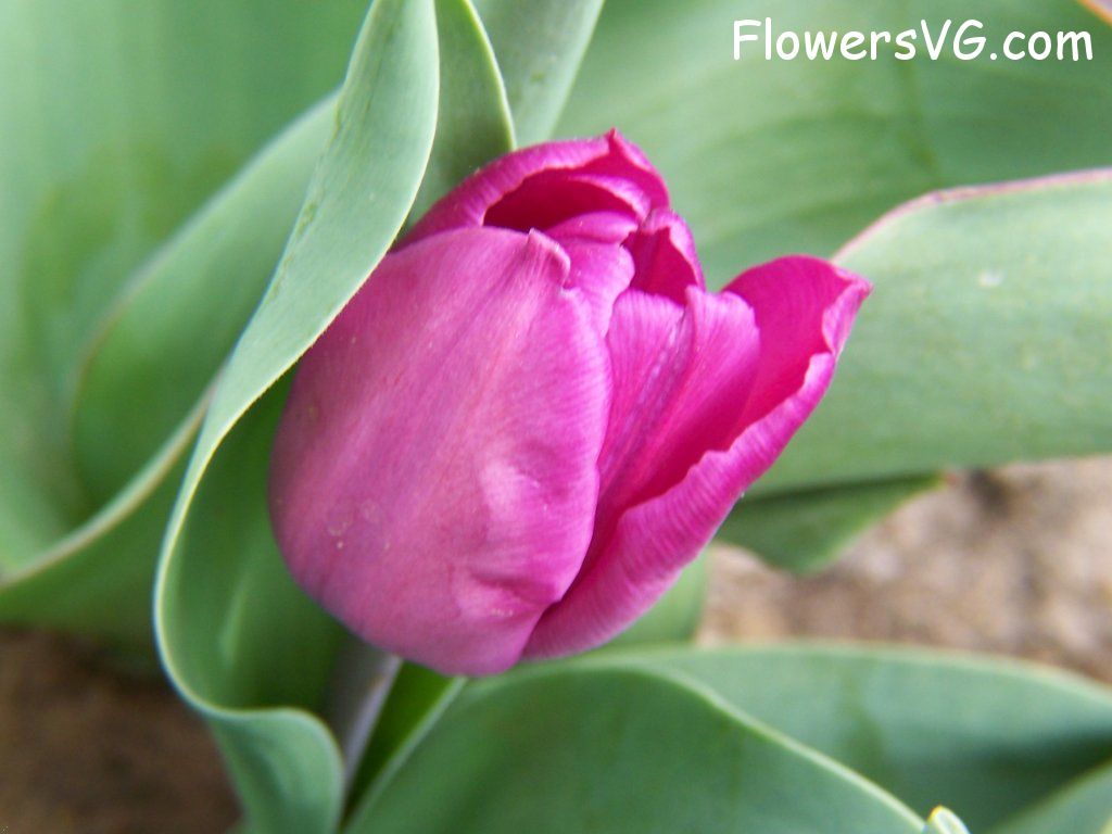 tulip flower Photo abflowers7186.jpg