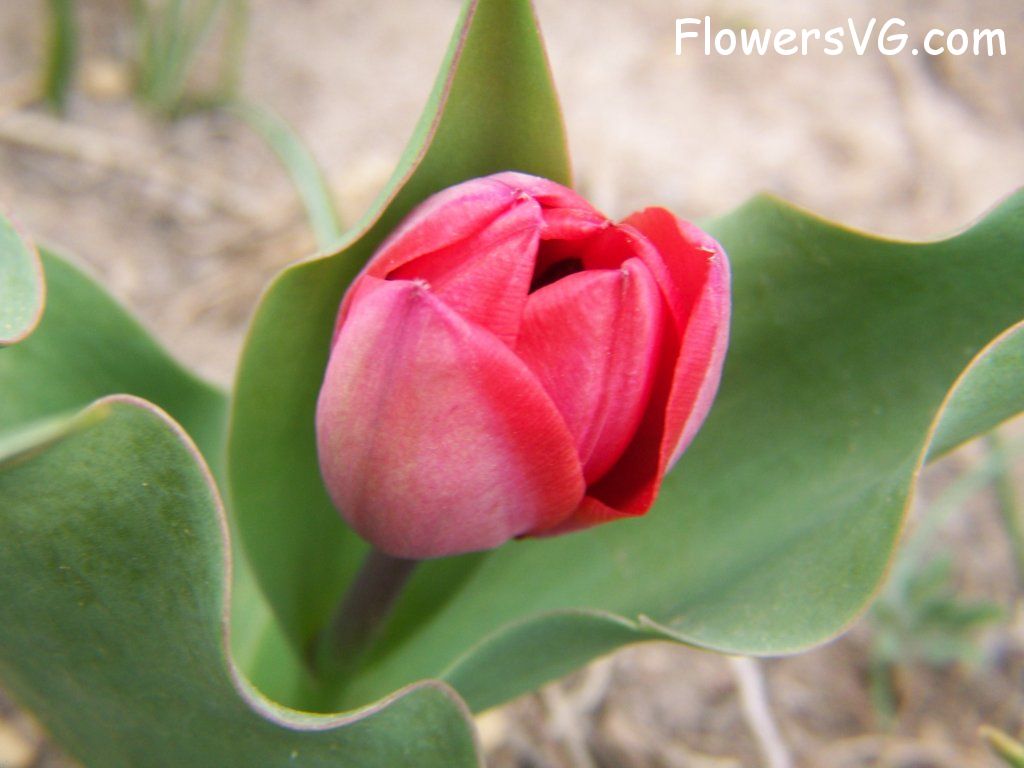 tulip flower Photo abflowers7315.jpg