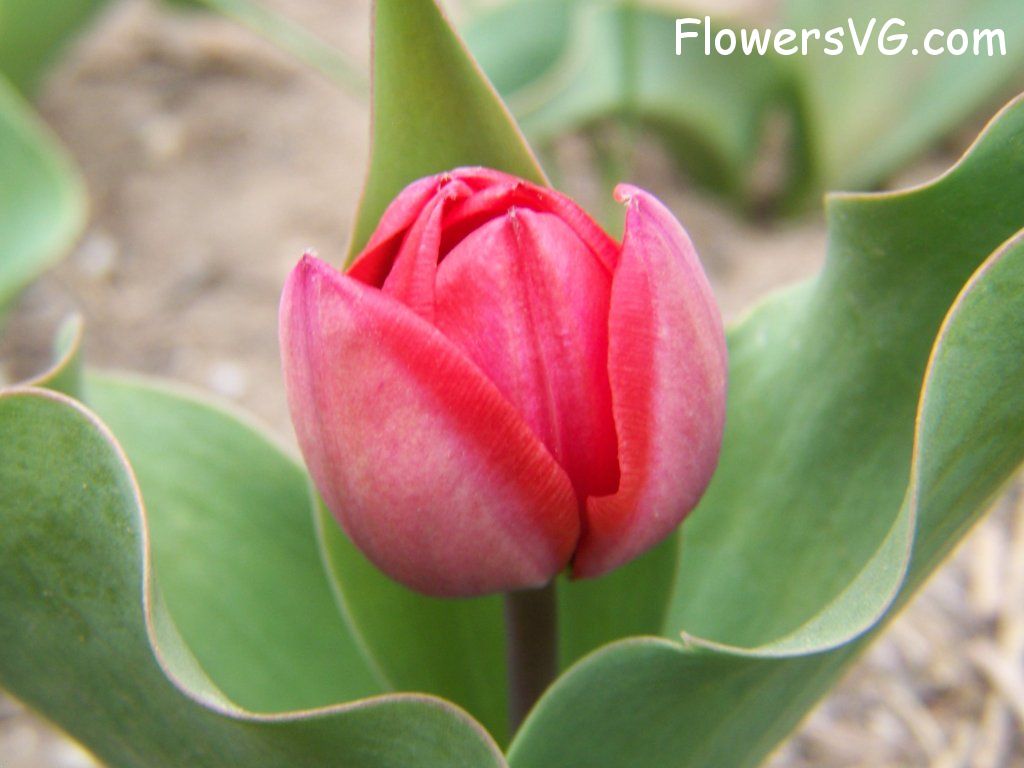 tulip flower Photo abflowers7318.jpg