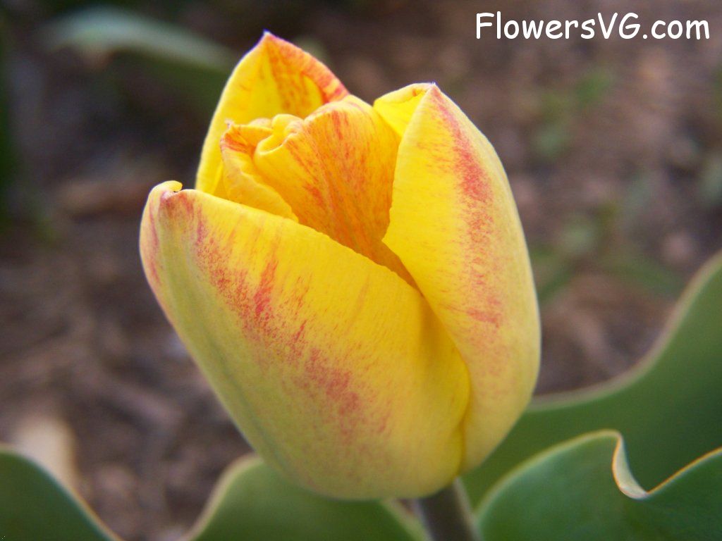 tulip flower Photo abflowers7319.jpg