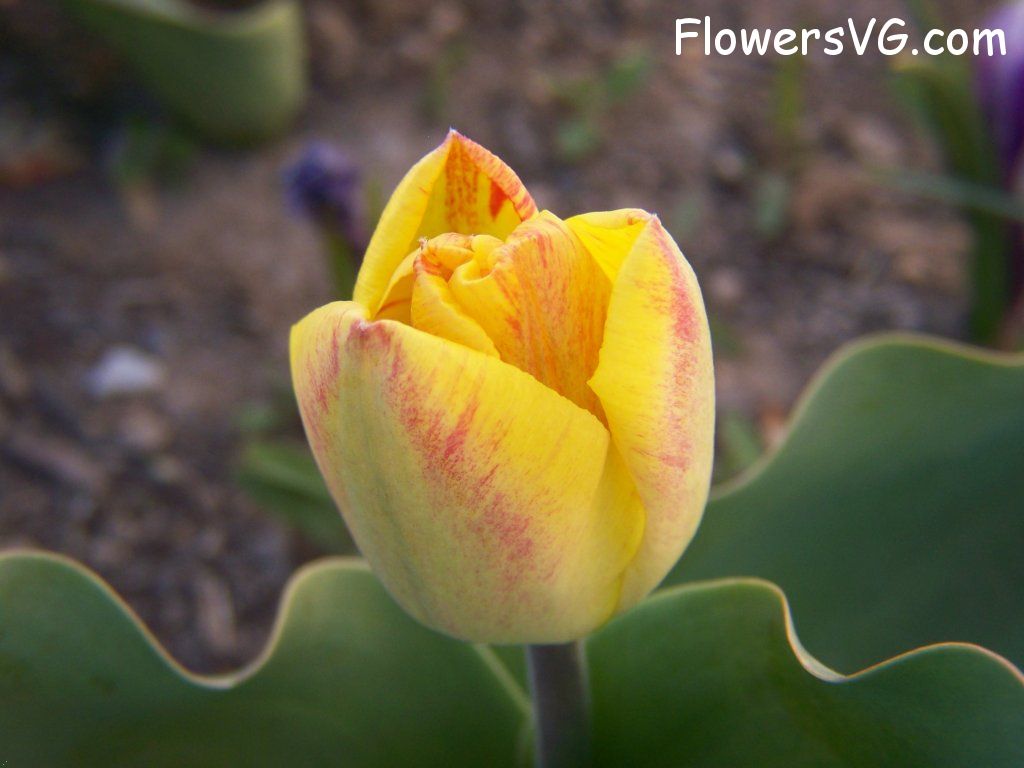 tulip flower Photo abflowers7324.jpg