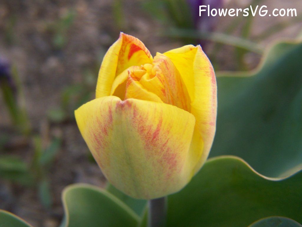 tulip flower Photo abflowers7325.jpg