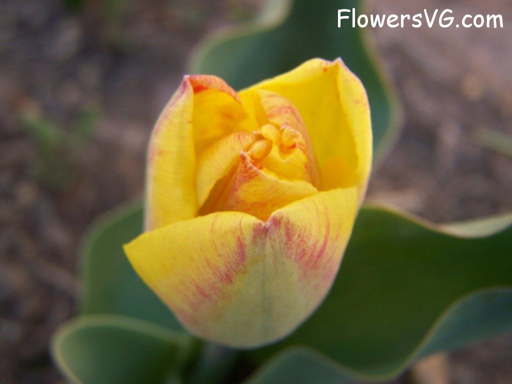 tulip flower Photo abflowers7326.jpg