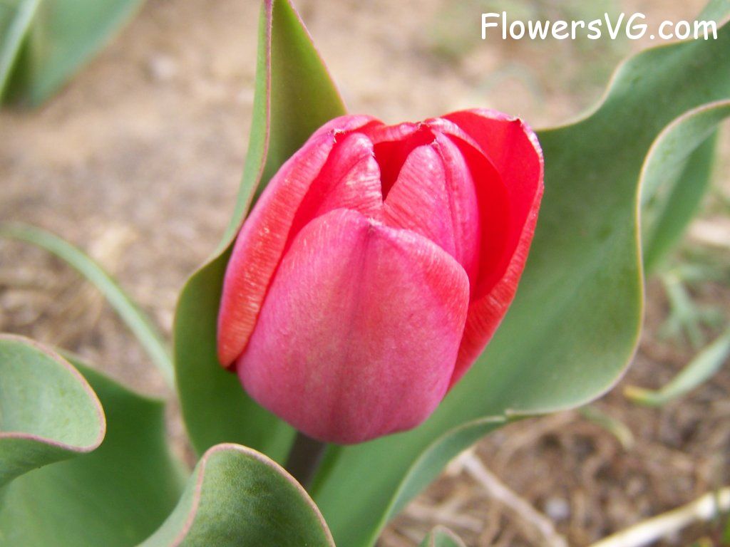 tulip flower Photo abflowers7355.jpg