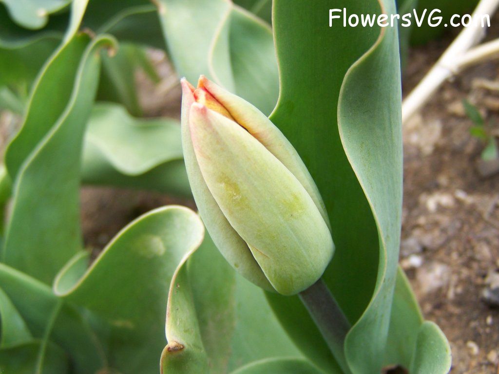 tulip flower Photo abflowers7357.jpg