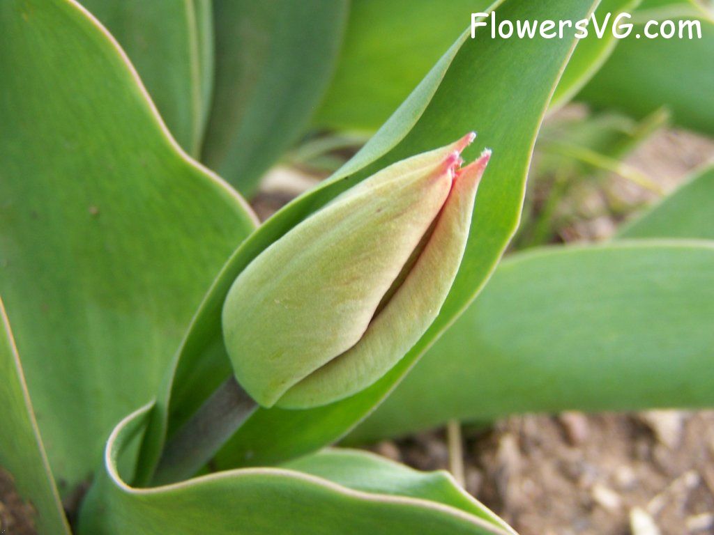 tulip flower Photo abflowers7358.jpg