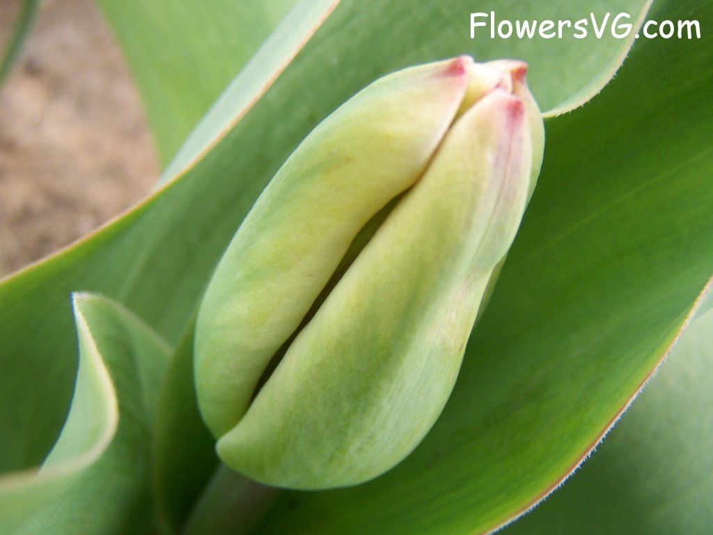 tulip flower Photo abflowers7359.jpg