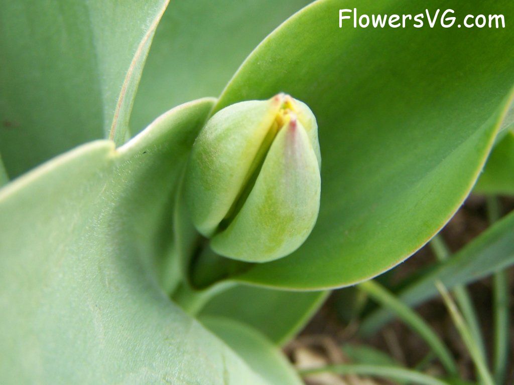 tulip flower Photo abflowers7360.jpg