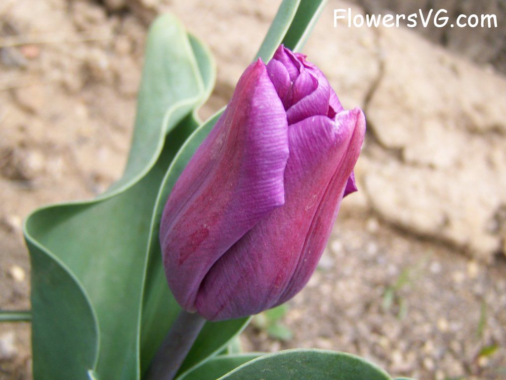 tulip flower Photo abflowers7361.jpg