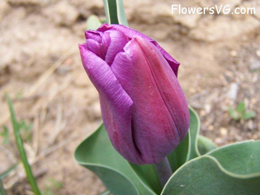 tulip flower Photo abflowers7362.jpg