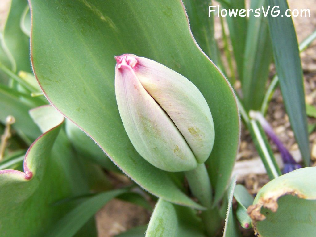 tulip flower Photo abflowers7364.jpg