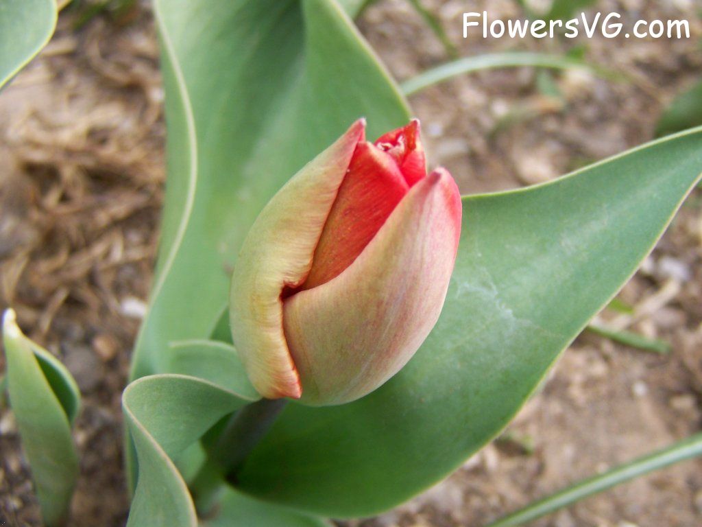 tulip flower Photo abflowers7365.jpg