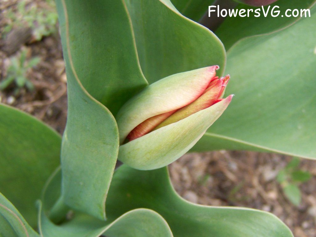 tulip flower Photo abflowers7373.jpg