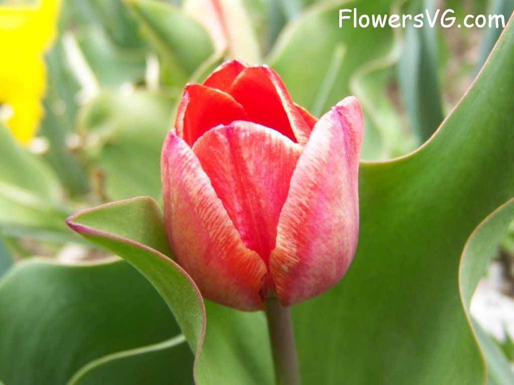 tulip flower Photo abflowers7377.jpg