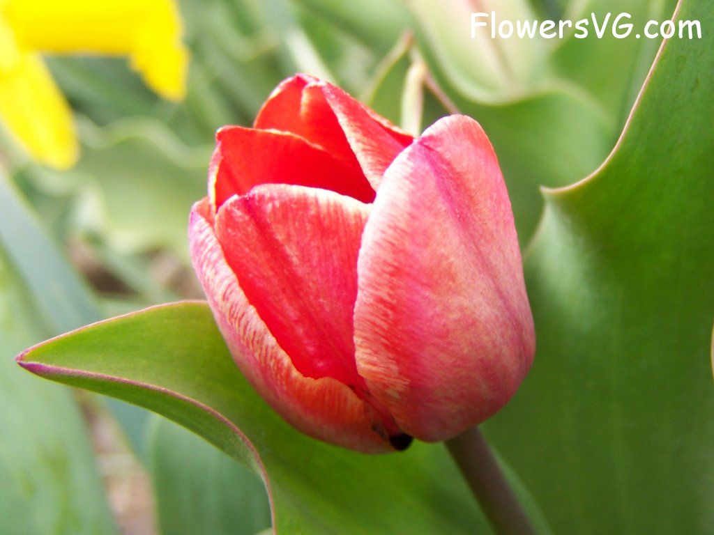 tulip flower Photo abflowers7379.jpg