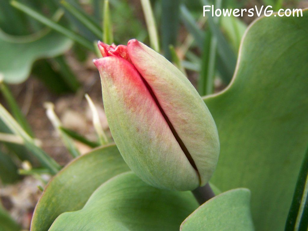 tulip flower Photo abflowers7381.jpg