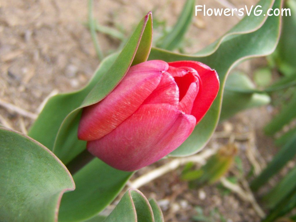 tulip flower Photo abflowers7382.jpg