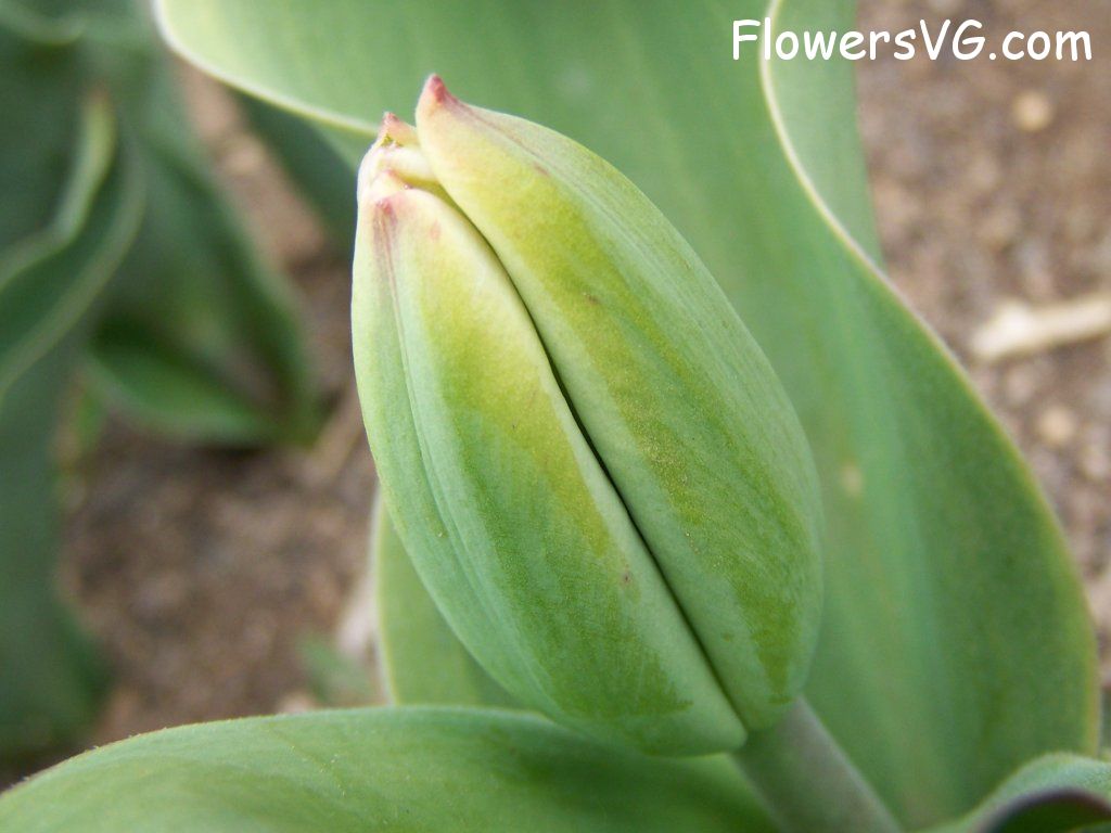 tulip flower Photo abflowers7383.jpg