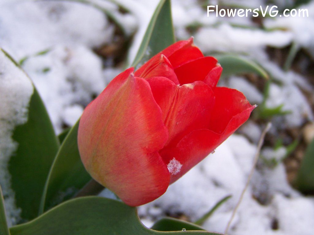 tulip flower Photo abflowers7412.jpg