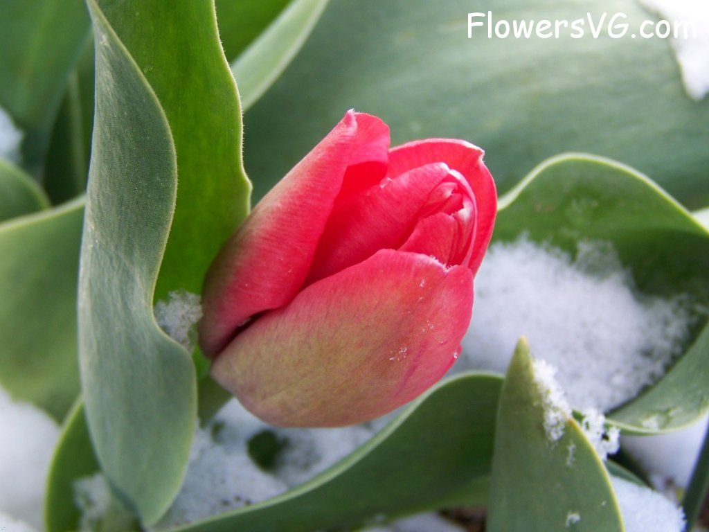 tulip flower Photo abflowers7415.jpg